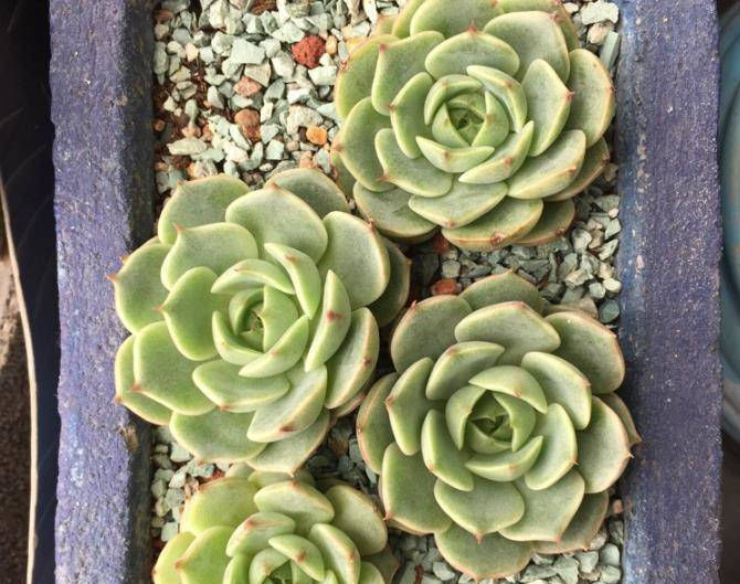  「植物」多肉植物一到夏天就褪色?尝试这种方法,多肉养起来越来越美!