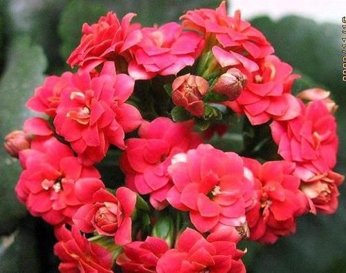  蟹爪兰：这“3种花”很耐旱，15天不浇水，反而开花多“上班狗”最爱养