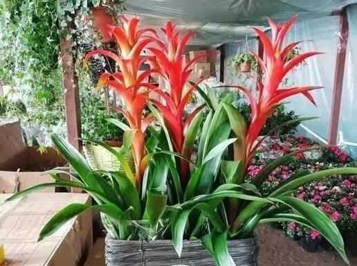  [能净化空气]3种花，镇宅又招财，关键能“保护”家人健康，养10盆也不多