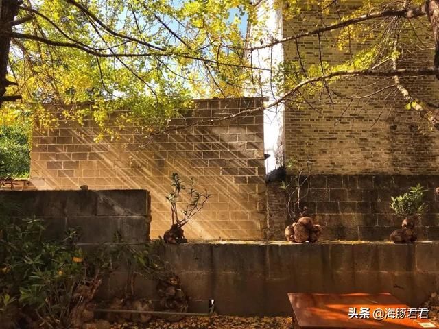 云南的秋天来了，这个小村又要开始搞“黄色”