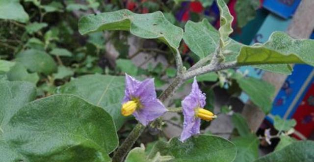  价值：山沟沟一种带刺的野草，名叫“刺天茄”，繁殖快结果子，价值高