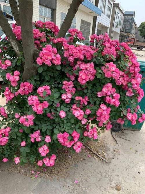  花型@喜欢养花，推荐养这四款，花型奇特漂亮，四季开花不断