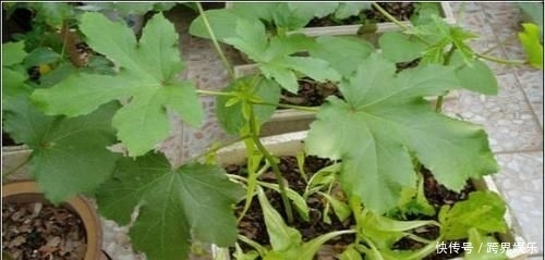 【幼苗】阳台也能种秋葵,别人一年四季吃秋葵,你还去超市买?