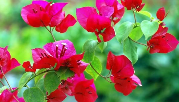  「年宵」5种“年宵花”，现在养一盆，开花一串串，充满着“仙气”