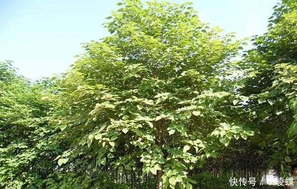  成了|农村这一植物，农民遇到就砍，如今有人把它种成了“摇钱树