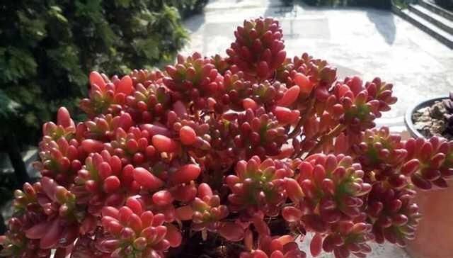  『花盆』出门见了1盆“垃圾”多肉，养了半年，变成“高颜值”虹之玉