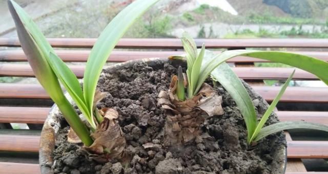  【夏季】朱顶红花败之后，运用这5个养护技巧，让来年开花数量变多
