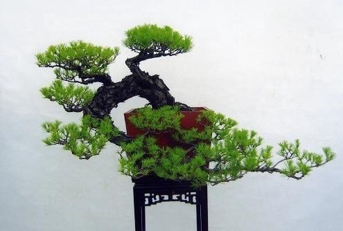 特色悬崖盆景制作方法，提升逼格全靠造型！