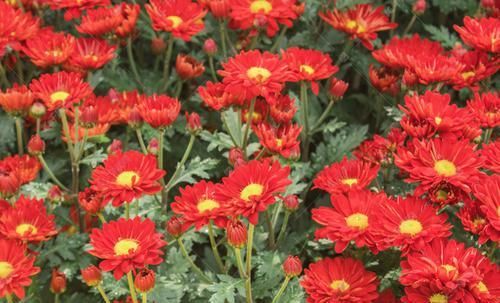 #艳丽#养花就养护一盆红红火火的红菊花,花色艳丽,富贵吉祥