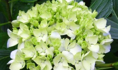  『养花』家里喜欢养花，这四款花开四季，花色多又艳，花开繁盛惹人爱，美