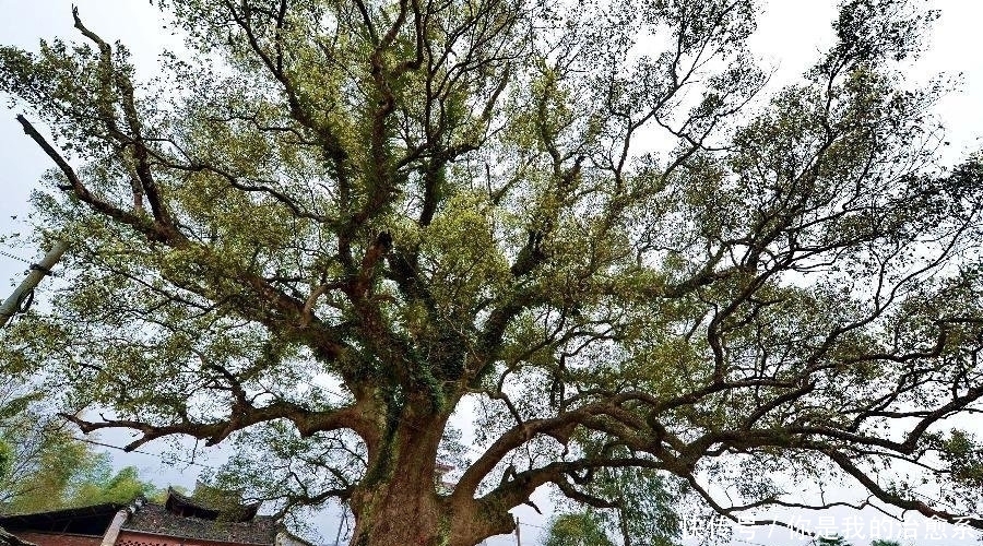 奇观！福建一棵千年古树内藏着一尊佛像，来历不明吸引无数游客