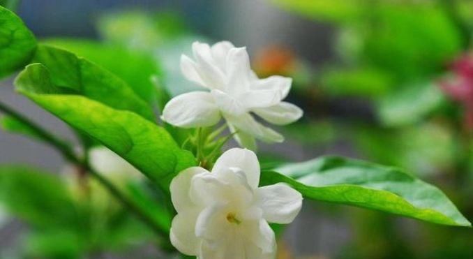  「开花」养花就养这几款，开花美长势旺，黄绿交辉，内敛美