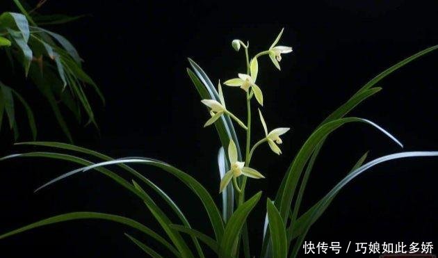  【花芽】兰花为什么不开花 兰花什么时候开花