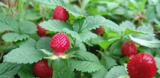 农村一种野果子，却很不受人待见，土豪：不要！给我！