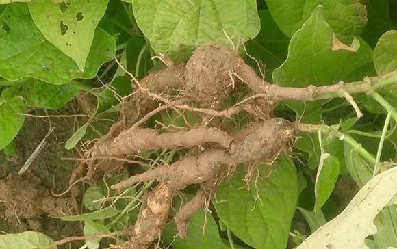  【除掉】它素有“白人参”之称，价值极为珍贵，却常被当成野草