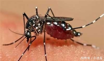 “花蚊子在我国出现时间并不长，但人们白天已无法乘凉，它从哪来