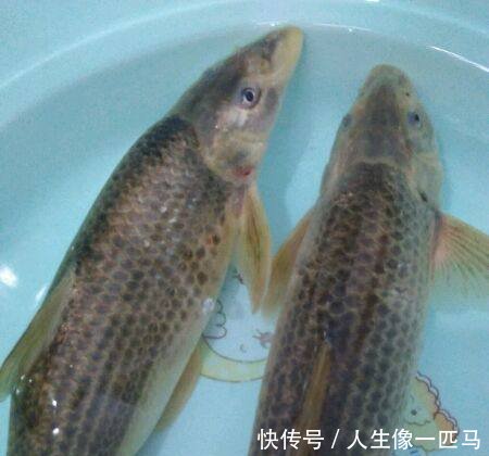 黄河名鱼，鸽子鱼再现，因为黄河变清