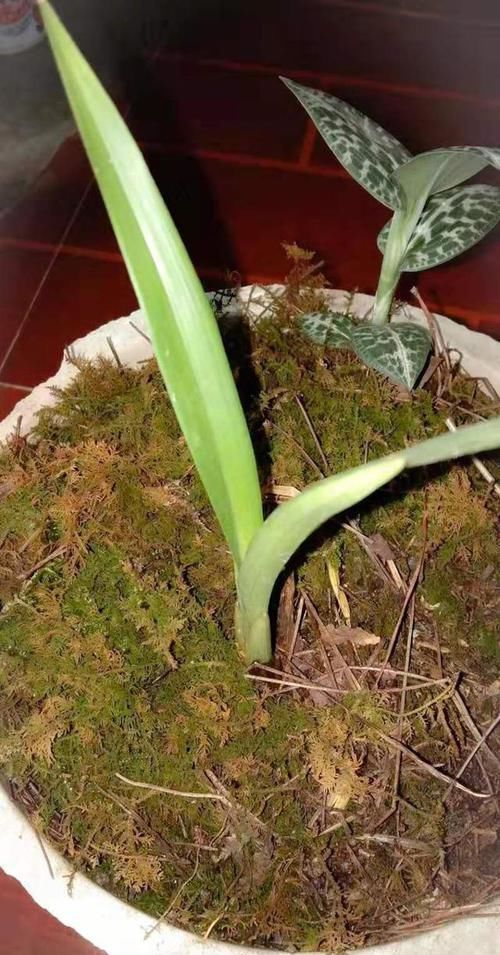  『区别对待』养兰花要有针对性，用心做好记录，管理才能得心应手