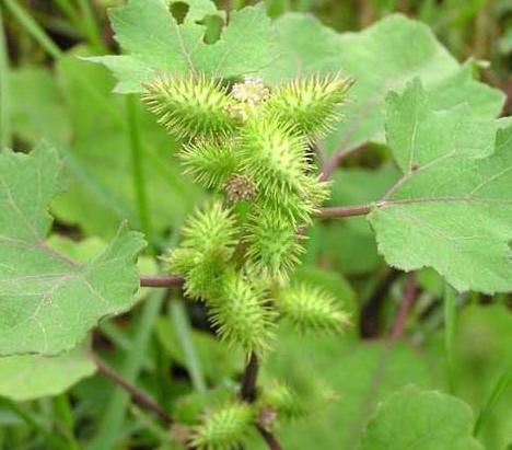  [苍耳]农村有种不起眼的野草，过去农民以除之而后快，殊不知价