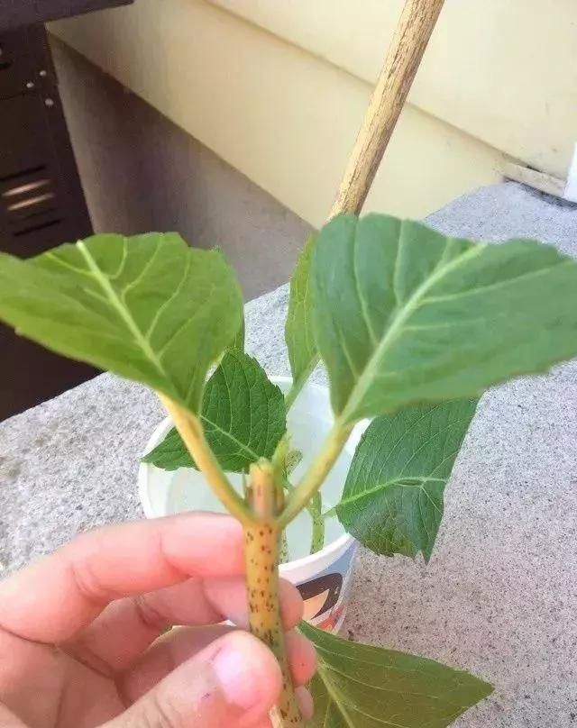  扦插：木绣球的扦插技巧，非常简单的4步，学会了，来年收获一片花海