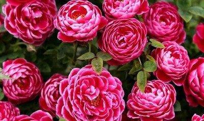 「妖娆」喜欢在家中养护花卉,就选3种花卉,花色鲜艳,花期长,优雅妖娆