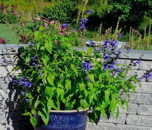  「草本植物」适合种院里的6种多年生草本植物，可养成盆栽，能不断收获枝叶