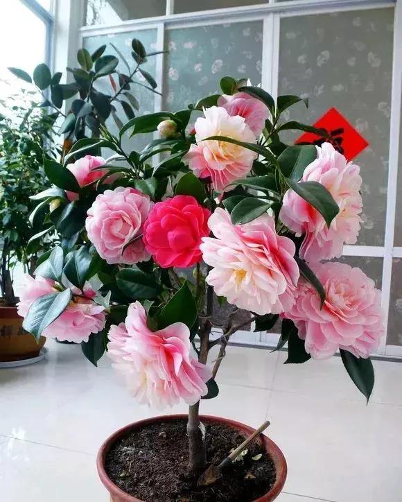  小苗@3根茶花小苗绑一起，枝条成倍长，又粗又壮，年年开花数不清！