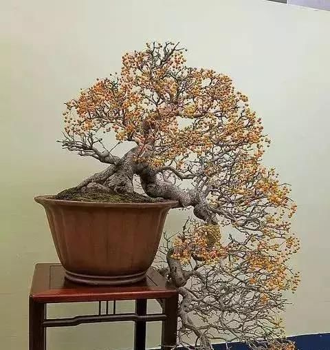 一组悬崖盆景佳作欣赏 可上九天揽月 可下五洋捉鳖