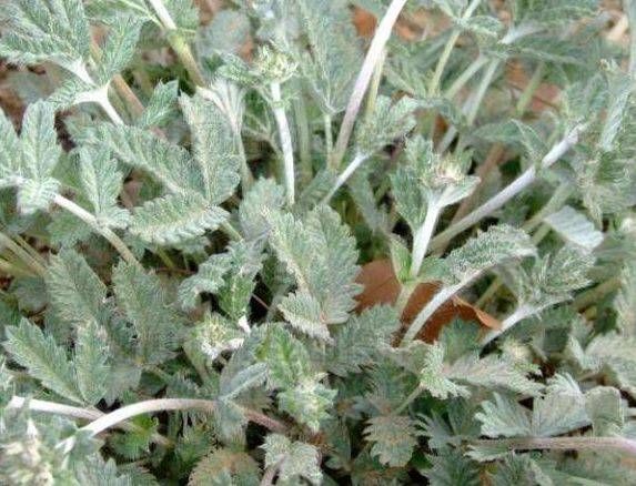  [村民]农村地里的“变色龙”，被村民当成无用杂草，现在卖90一斤