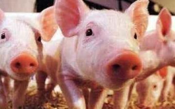  「养鹅」“养猪、养鱼、养鹅”，哪个比较有前景？养殖户：比较