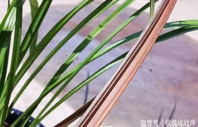 【最怕】兰花服盆期最怕什么?秒懂什么是退草,兰花成活不是问题