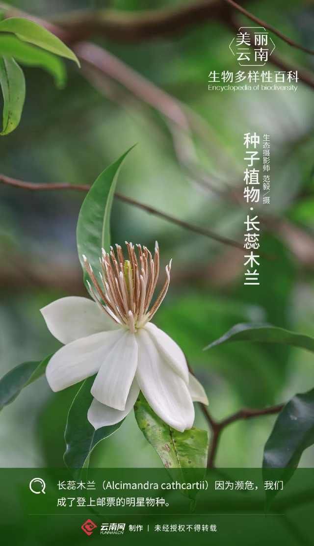  『种子』「生物多样性百科」种子植物长蕊木兰：登上邮票的明星物种