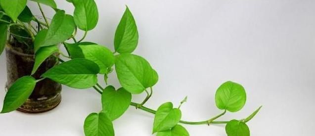  更好■这样“养绿萝”,长得快,叶子绿,再也不用担心养不好了!