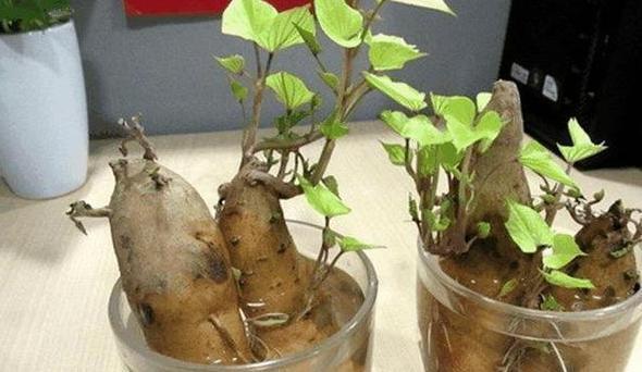红薯:土豆、红薯发芽了怎么办?跟着学3步操作,轻松水培成绿植景观