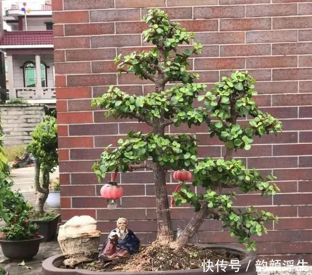  【枝条】路边挖一棵马齿苋，养成老桩做盆景，开花一层层，真值钱了