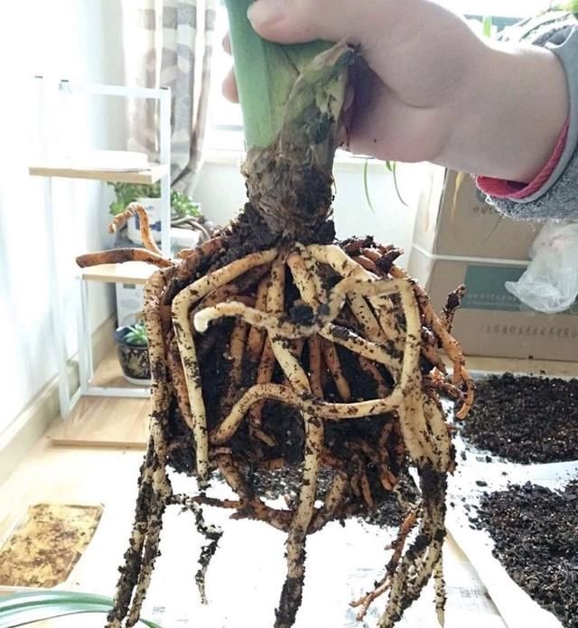 「土里多加」春天给兰花、君子兰换盆,土里多加“1种”小东西,生根快长得旺
