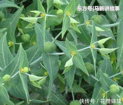  「殊不知」农村不受待见的野草，汁液有毒，殊不知是珍贵的“千