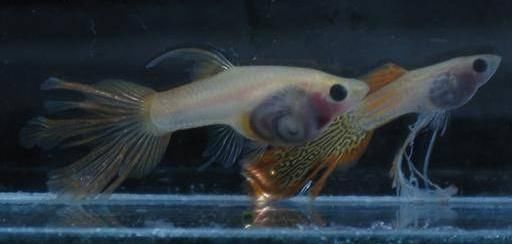  【均表现为】孔雀鱼太好繁殖啦，所以孔雀鱼的品种多到让你数不过来！