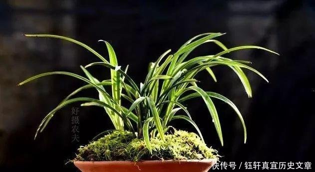  「深盆」野生兰花的根都不深，可为什么种植都用深盆这么说就明白了