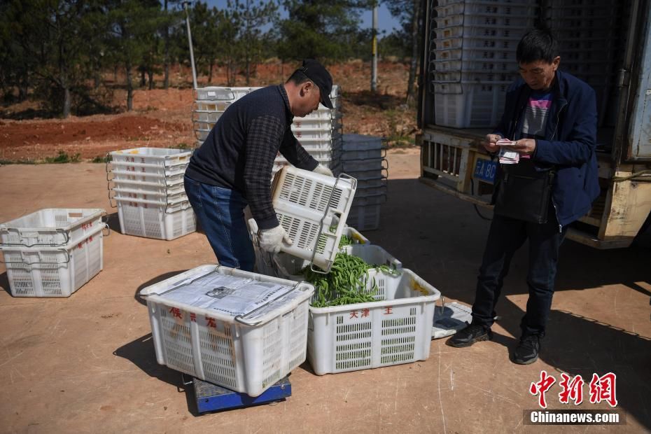  「荷兰豆进入采摘季」云南昆明晋宁荷兰豆迎丰收