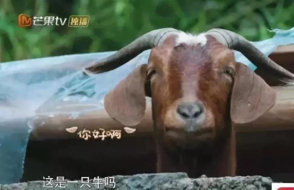 baby终于演技在线了?学热巴卖吃货人设，假吃骗观众?