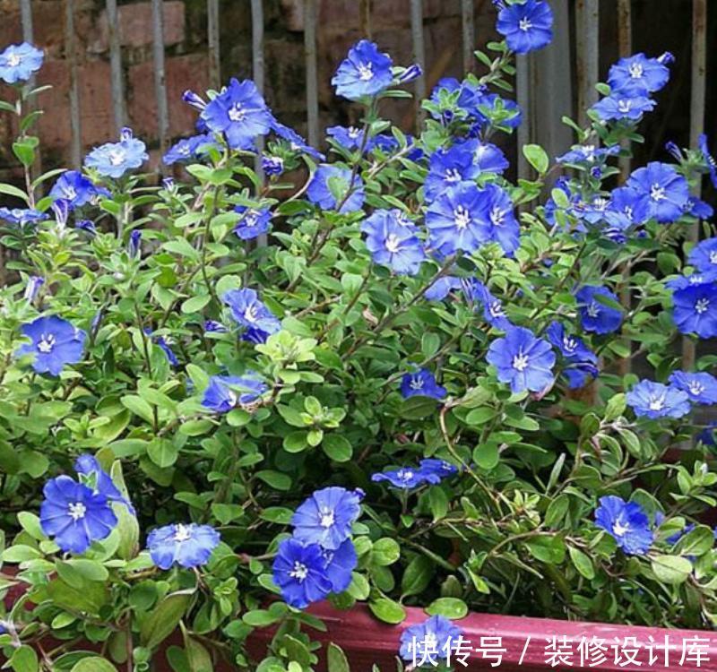 『蓝色』6种蓝色系的花,最适合夏天养,清凉又舒爽!