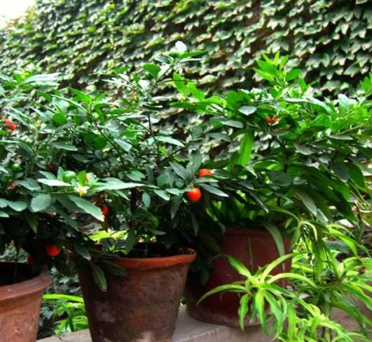  果实@农村一种“四季果”，果实光滑鲜艳，农民当害草，却是高价