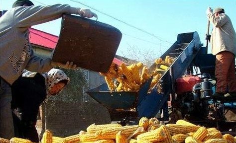  玉米@农民昨天卖完玉米，随手拍了一张价格单！收购价到底多少钱