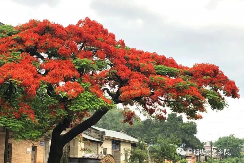  老城|老城子这几棵凤凰花，记得的请举手