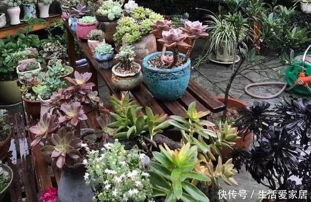  「旺盛」春天想要''露养多肉''？看清温度搬室外盆栽，枝叶越长越旺盛