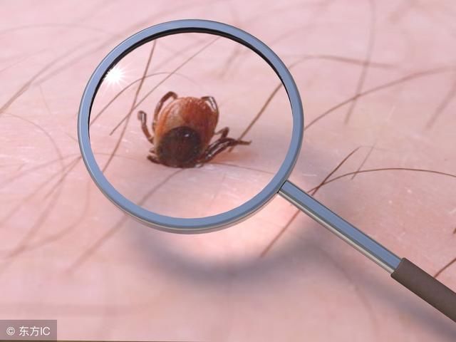 后背螨虫超级多？只要1勺盐，不到一毛钱，螨虫全部死光光！