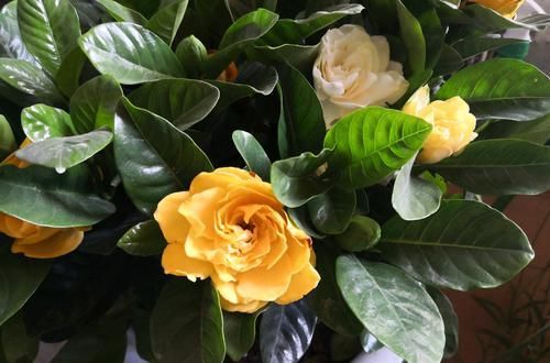  #栀子花#买回来的大叶栀子花把根部黄泥土洗掉换盆，第二天叶子下垂要紧吗