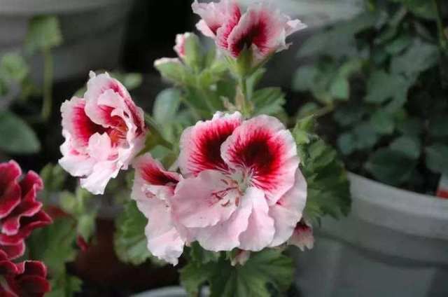  「养护时」天竺葵叶片发黄易掉落，别着急，原因在这