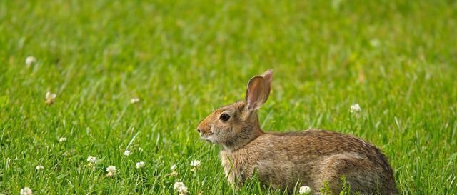  「野味」农村野兔越来越少，想吃野味难上加难，听听老农怎么说